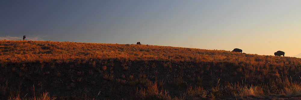Another shot of Ian photographing bison. (He's the one on the far left if you were wondering)