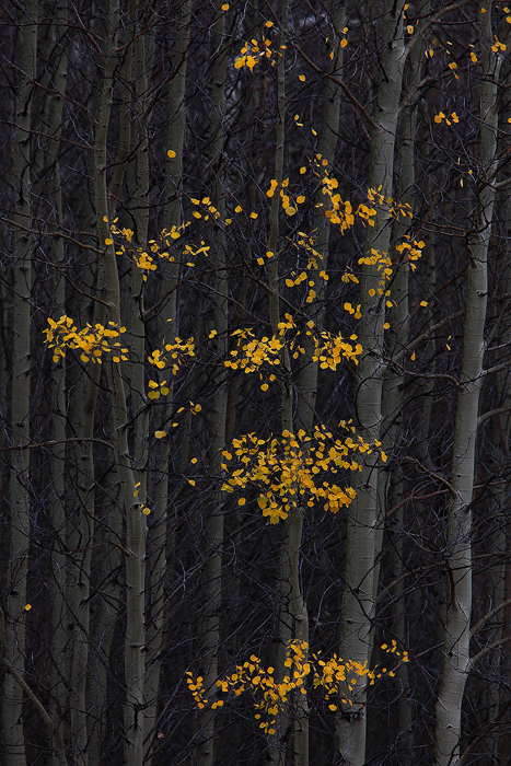 A particularly thick grove of small aspens created dark shadows within the forest, contrasting with these few aspen leaves that...