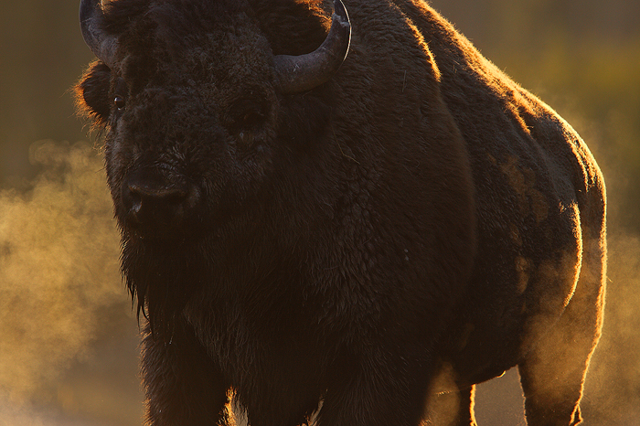 A deep bellow from this bull bison broke the early morning silence. It's breath visible, on this chilly day.&nbsp; ** This image...