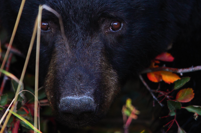A little black bear peaks out from under the brush.