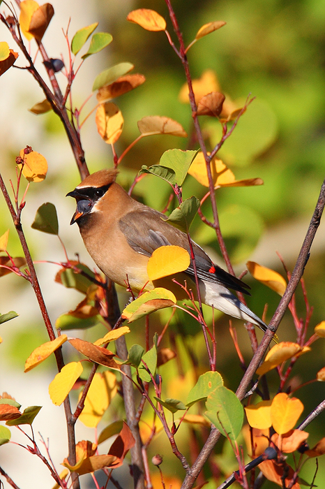The little birds were pretty hard to spot in the fall foliage.&nbsp;