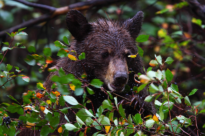 Later in the evening we spotted this Cinnamon black bear ravaging a berry bush in the rain.&nbsp;