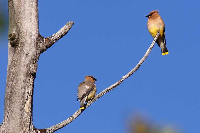 Two waxwings perched together on a brach of a dead tree.&nbsp;