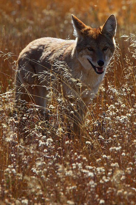 Even the coyotes seemed overheated as they stalked through the grass.&nbsp;