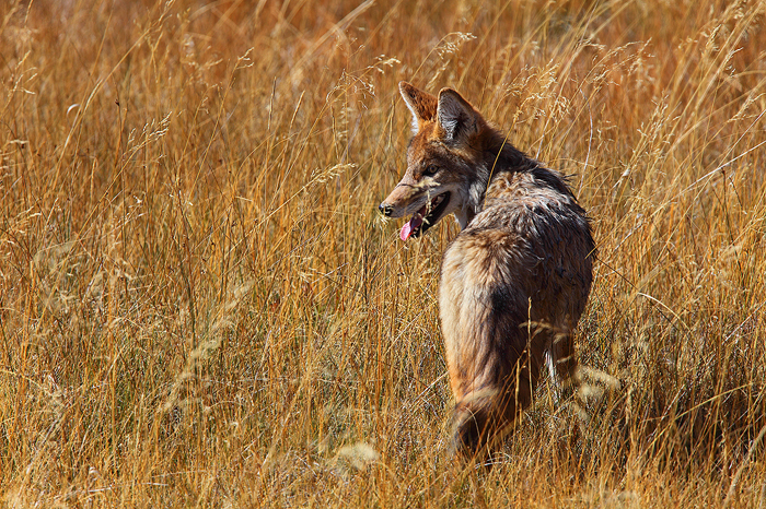 Coyotes use their incredible hearing and smell to pinpoint the exact location of their prey. They then pounce on them, hopefully...