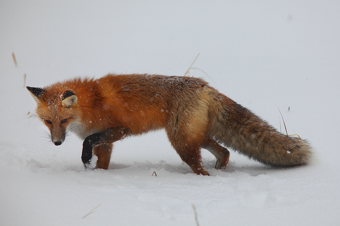 Ears to the ground, tracking its prey under the snow.
