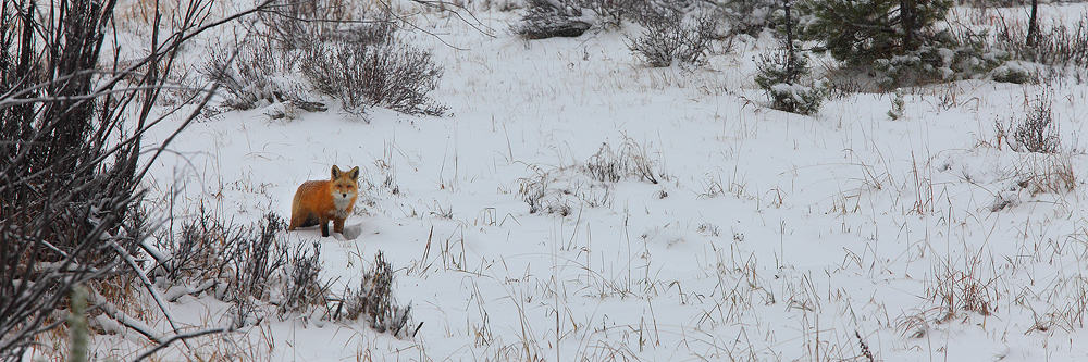 On my way out of the park, I spotted another red fox hunting in the snow. This one was much further off, and more skittish than...