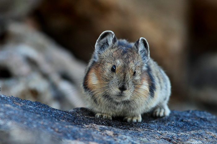 Pikas are one of my favorite animals to observe and photograph. This small animal, a relative of rabbits is only &nbsp;about...