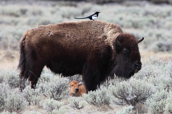 A magpie perches on top of a female bison as her newborn calf lays in the sage below.&nbsp;