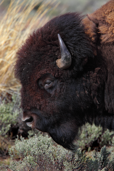 Bison profile.&nbsp; * This photos is available as a limited edition fine art print *