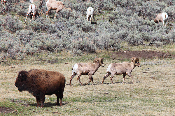 A group of bighorn sheep move through a valley with a bison.&nbsp;