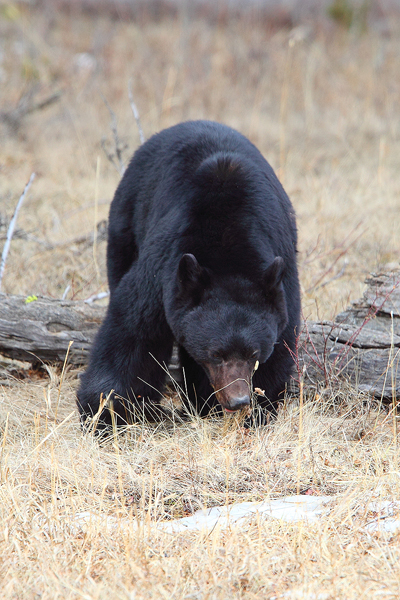 Our first sighting of the day was this beautiful black bear.