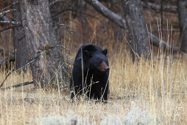 This black bear is searching the trees for grubs and any other morsels it can find.&nbsp;