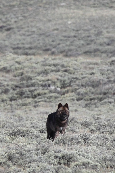 This is the large alpha male that we had seen a day earlier crossing the road. An unbelievably beautiful black and reddish wolf...