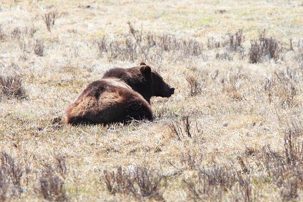 We only saw one grizzly on our trip. It was in the middle of the day with horrible light, but grizzlies are one of my favorite...