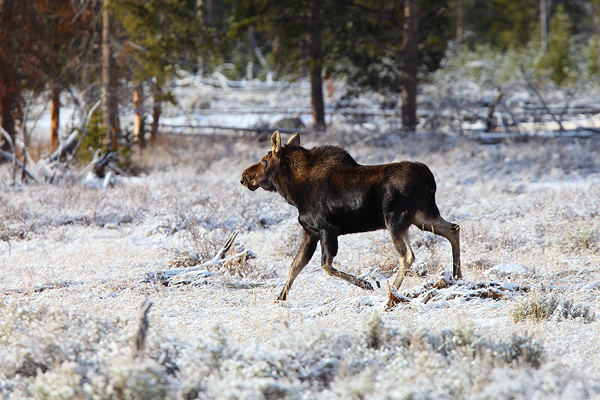 The same bull moose a few moments later. It took a detour from the mountain and came out of the woods right in front of us.&nbsp...