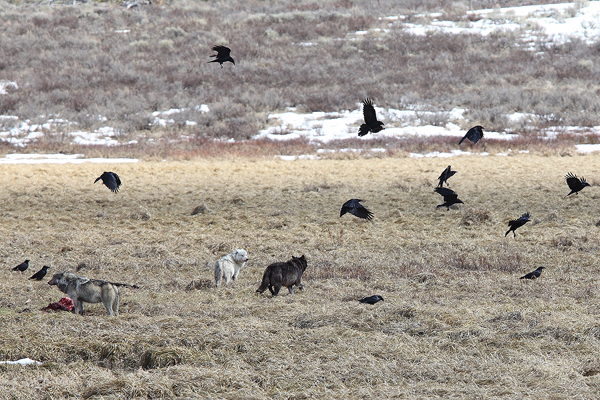 Eventually the black and white wolf moved off away from the kill, apparently with their appetites filled.&nbsp;