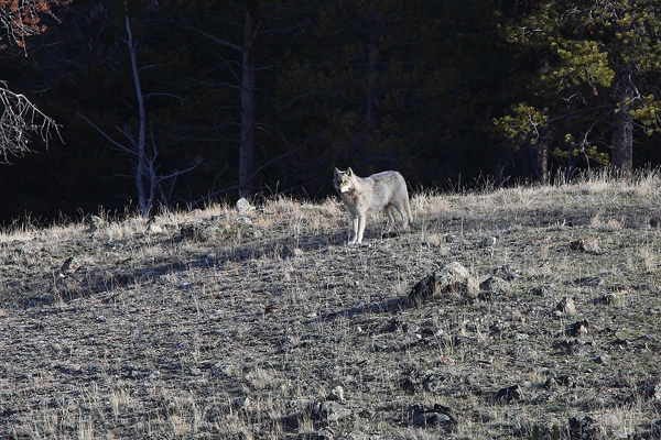 Then a gorgeous white wolf appeared out of the shadows.&nbsp;