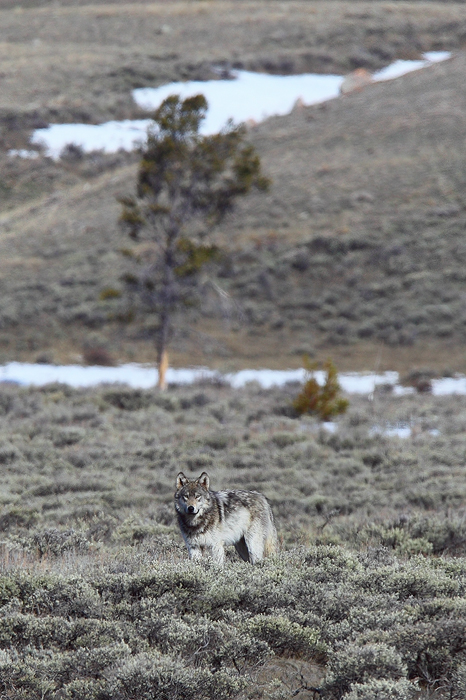The beautiful large grey, who I believe is the alpha female pauses in the sagebrush. She seemed curious and came closer to us...