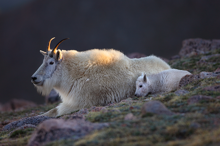 A nanny mountain goat and her kid bed down for the evening as the last rays of the day slip behind the mountain.&nbsp; *** This...