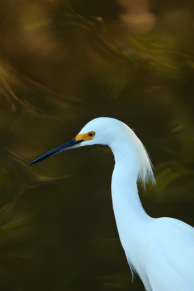 A unique reflection in a pond serves as the backdrop for this Snowy Egret.