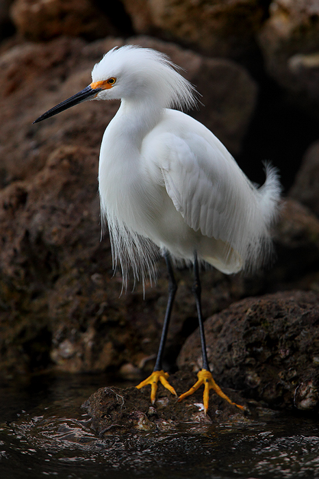 A snowy egret sits perfectly still watching the water passing by, ready to strike on its prey at a moments notice.&nbsp;